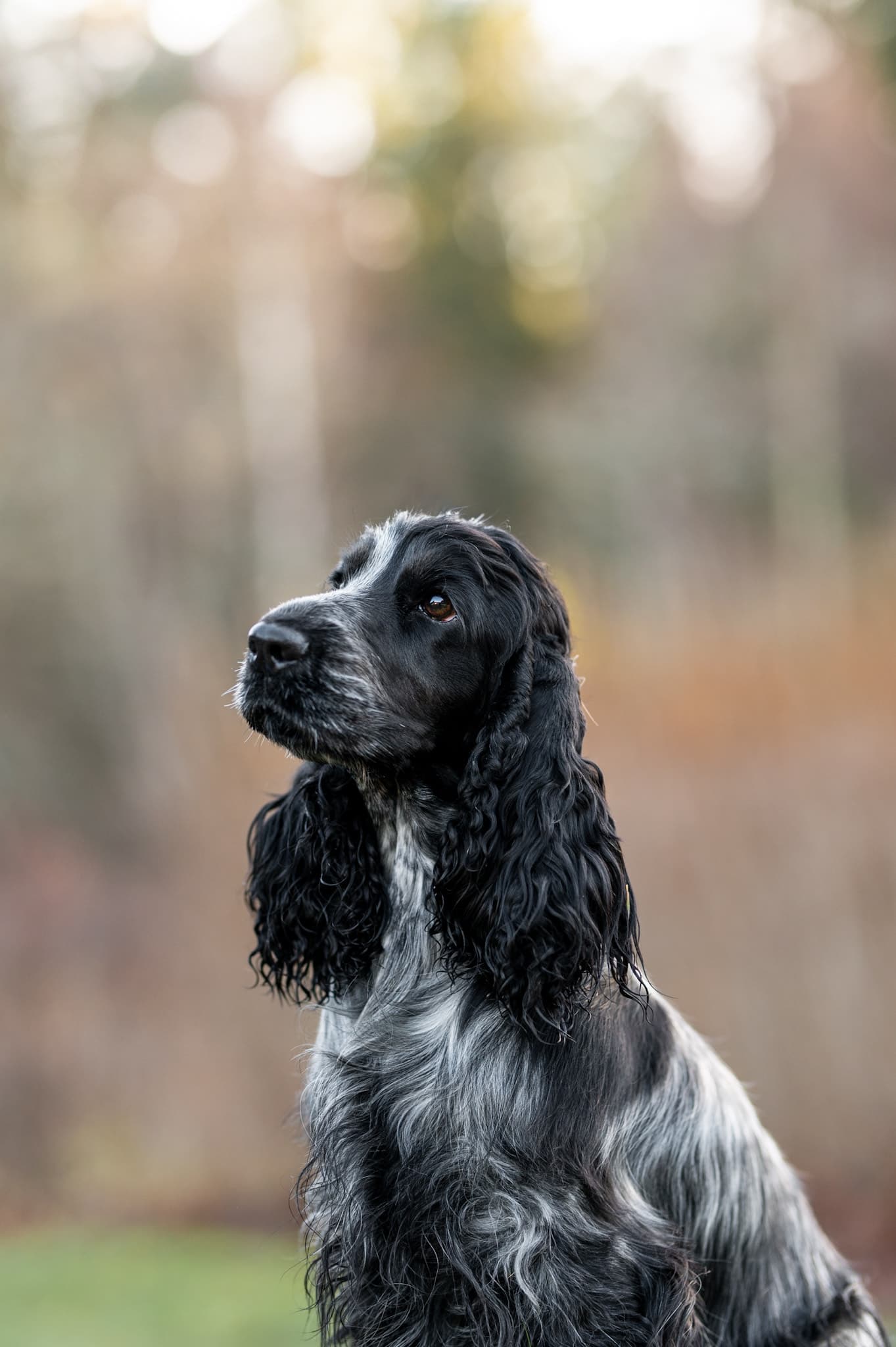 Wiggedalens Jill, blue roan cocker spaniel