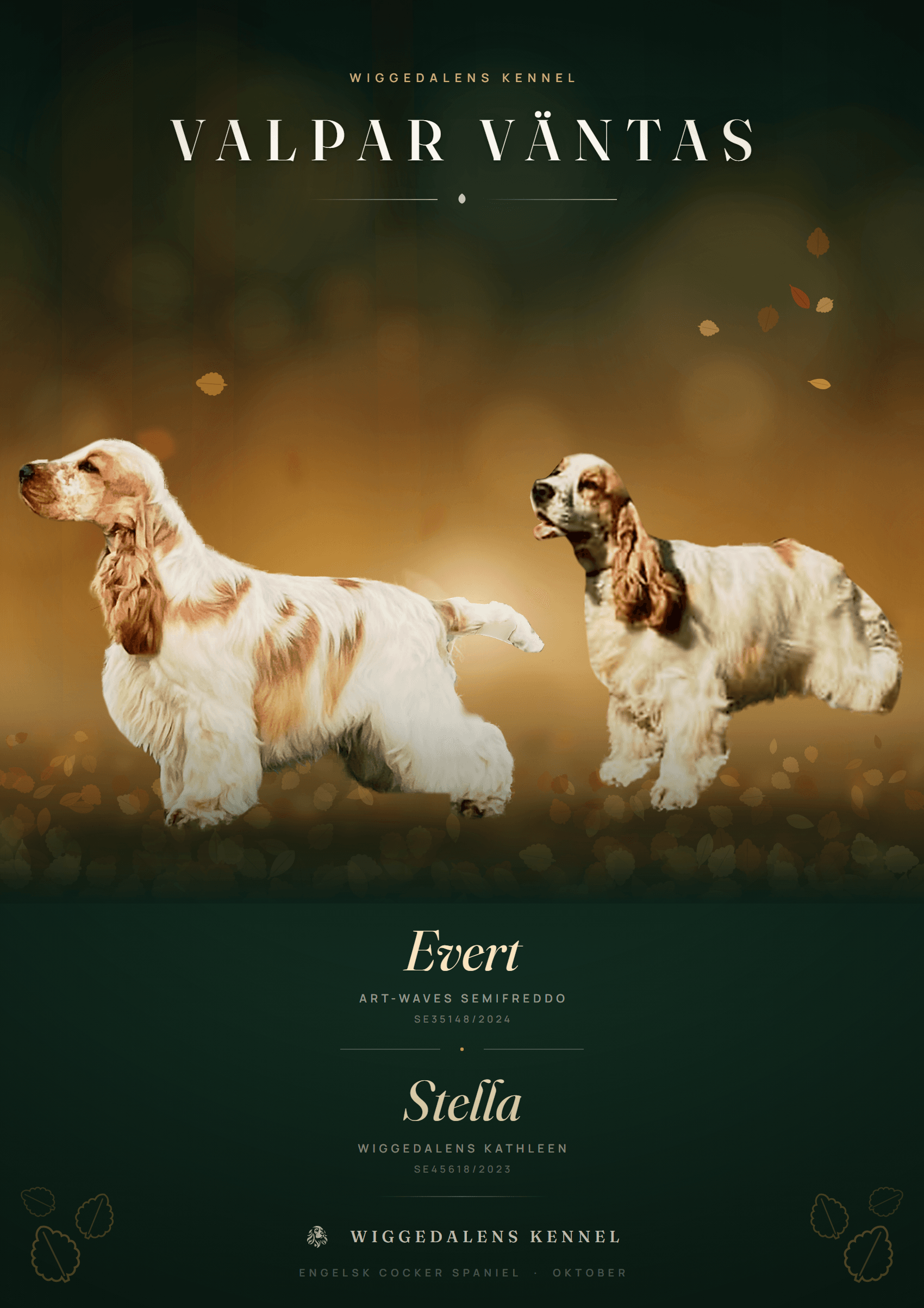 Cocker spaniel valpar hösten 2026