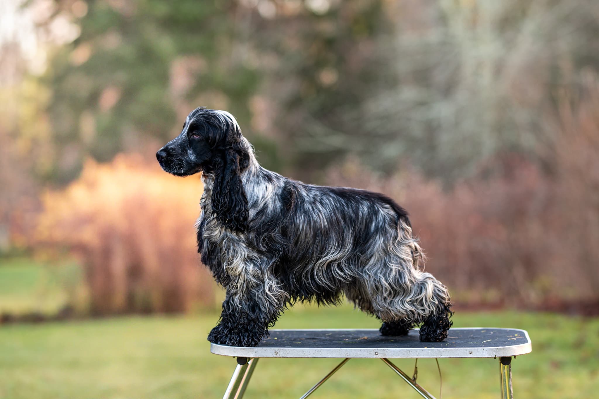 Lilja, Cocker spaniel