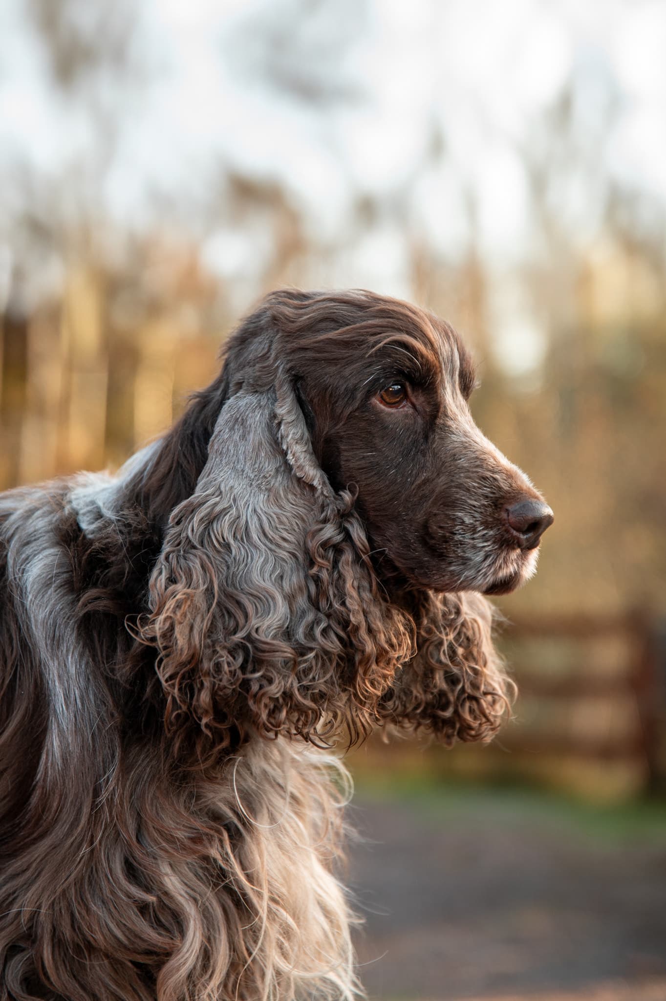 Noa, Cocker spaniel