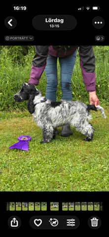 Pärla, Cocker spaniel