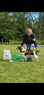 Roxy, Engelsk springer spaniel