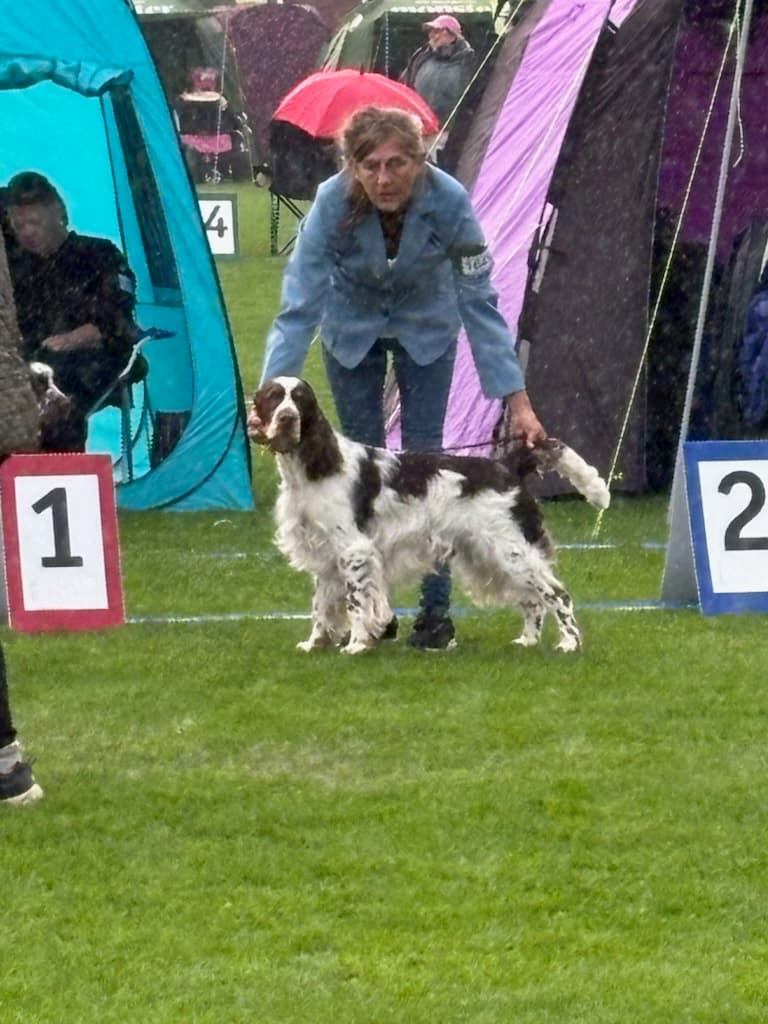 Nash, Engelsk springer spaniel