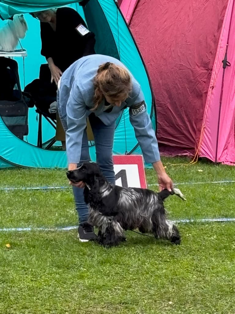 Odessa, Cocker spaniel