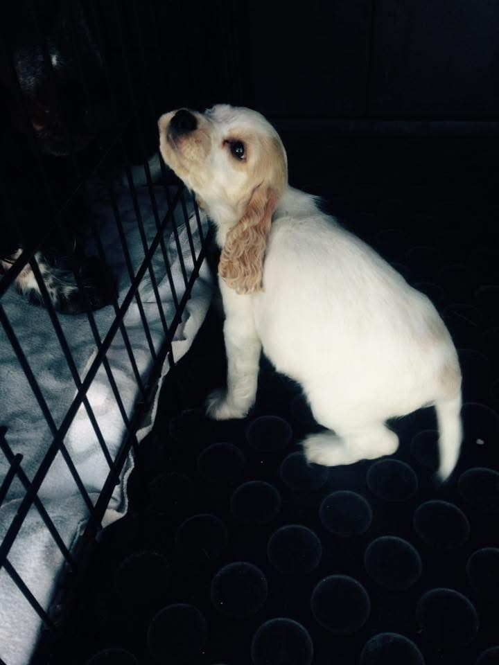 Mimmi 11 år, Cocker spaniel